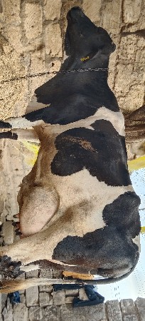 11 12 લીટર દૂધ