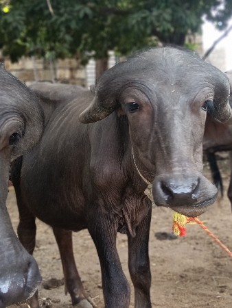 બેપાડા વેસવાના સે