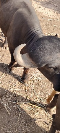 પાડો