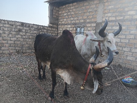 બળદ વેચવાના છે