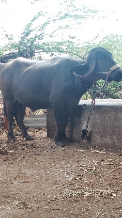 ભેંસ વેચવાની છે