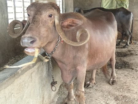 વેચવાની