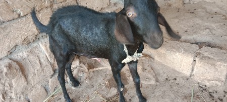 bakaro