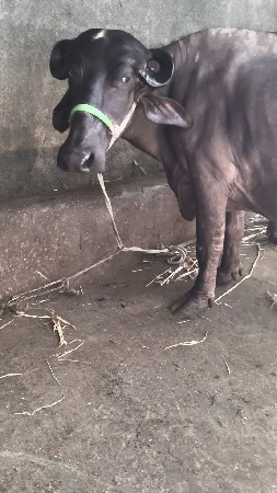ભેંસ
