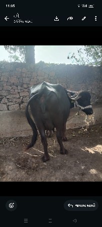 8849586211,અરસીભાઈ