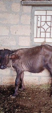 પાડો વેચવાનો છે