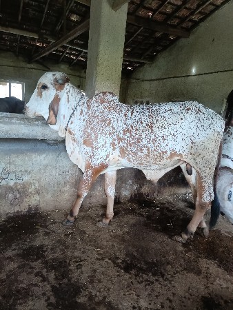 bull vechavano che