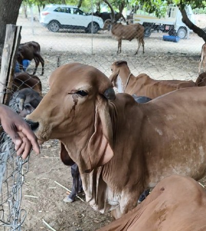 ગિર વાસડીઓ વેશવાની છે