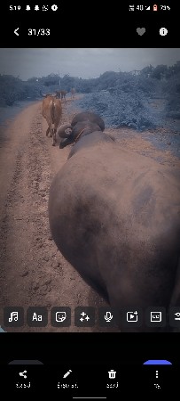 ખડા વેચવાની