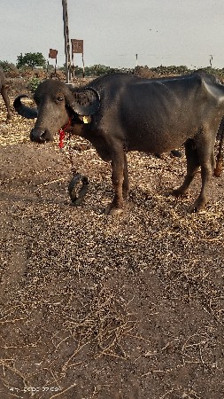 ખડેલી છે