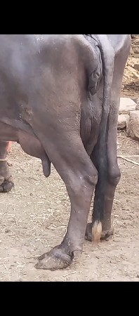 ભેસવેસવાનીછે.20દિવસનીકાસી.