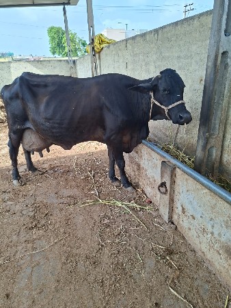 જર્સી ગાય વેચવાની