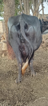 આ ભેંશ વેચવાની છે