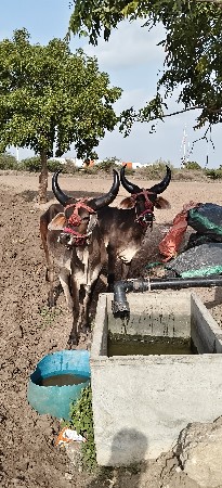 ગોધલા વેચવાના છે