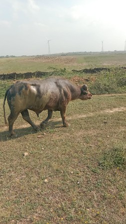 બન્ની ભૂરો પાડો વેચવાનો છે .