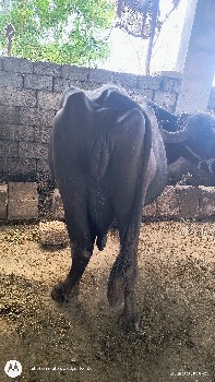ભેસ વેચવાની છે