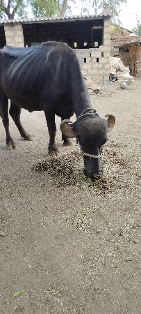 બે વેસવાના છે
