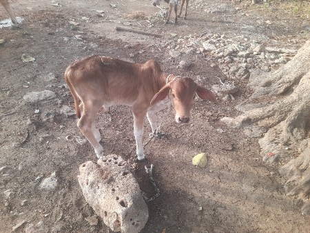 ગાયવેચવાનીછે