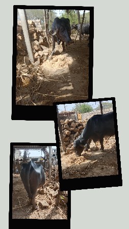 ભેંસો વેચવા ની છે
