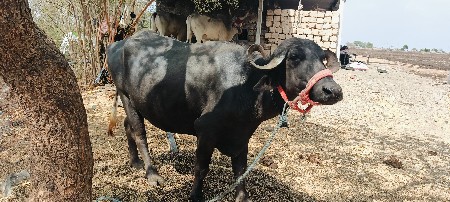 3 વેતર છે