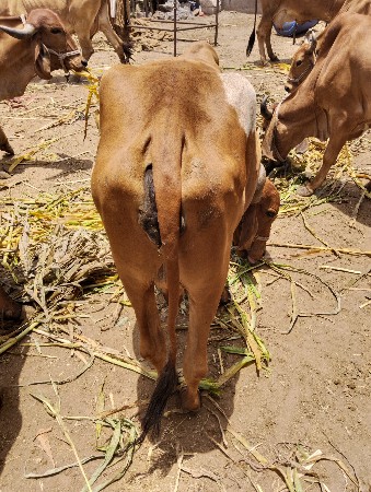 આ ગાય વેચવાની છે ૪+૪ દૂધ છે