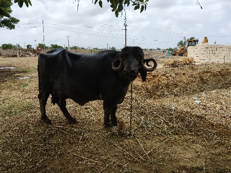 ભેંસ વેચવાની છે