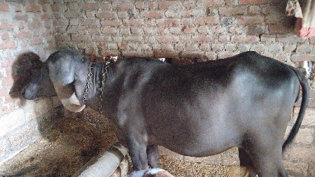 આ પાડી વેચવાની છે