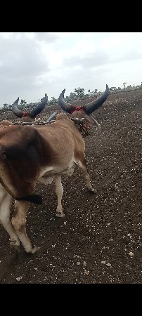 ગોઢલા વેચવાના છે