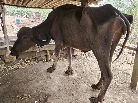 ખડેલી વેચવાની છે ભુરી ઉંચાઈ
