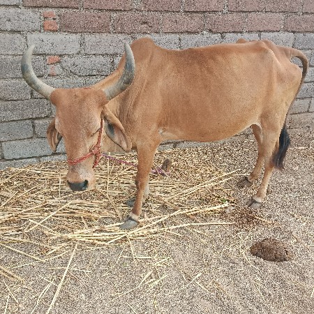 ગાય વેચવાની છે