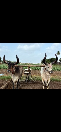 બળદ