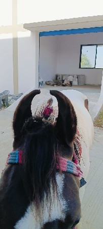 ફુલ સાચવેલી છે દઈ દેવાની છે જોવા
