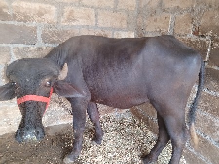 બે પાડી યુ છે