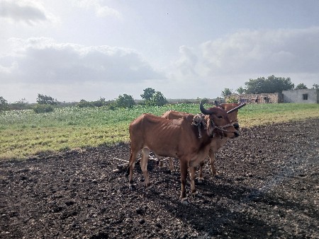 ગોઢલા વેચવાના છે