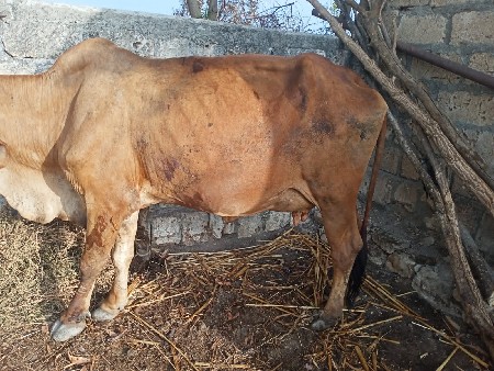 ગાય વેશવા ની સે