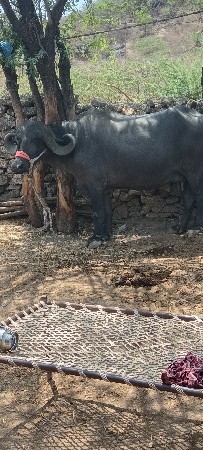 ભેંસ