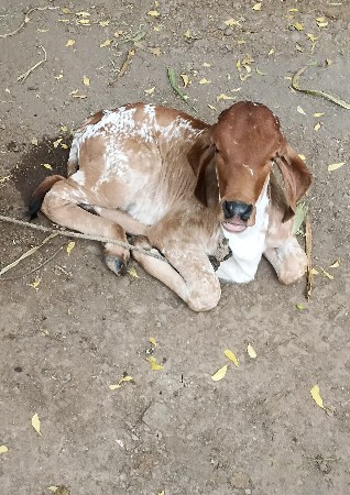 ગાય વેચવાની છે વિયાણેલી છે