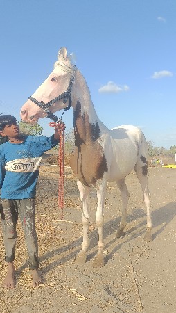 આ વસેરી વેચવાની છે