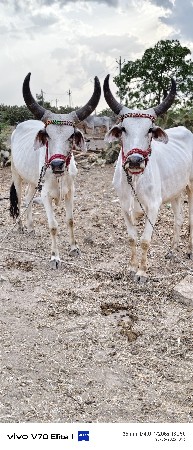 આબો વાછડા વેચવાના છે