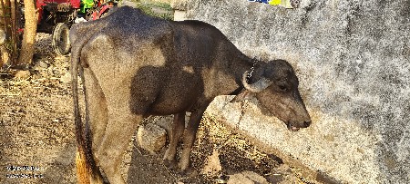 ખડેલી વેશવાની છેં