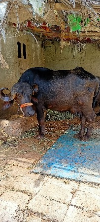 વેશવાની છે