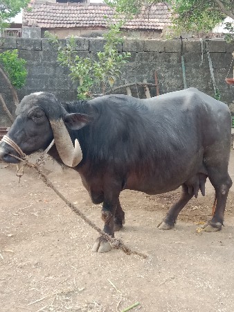 ભેંસ વેચવાની છે