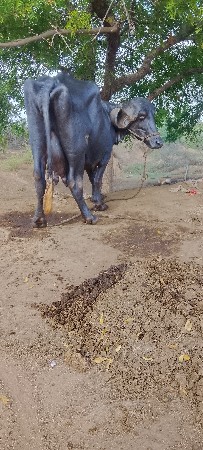 ભેંસ વેચવાની છે