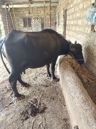 ભેસુ વેચવાની છે
