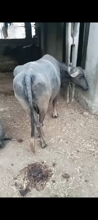 ભેસ વેસવાની સે