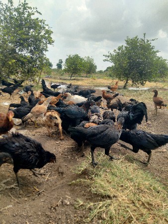ઓરીજનલ દેશી