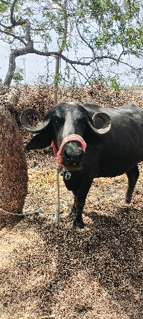 ભેંસ વેચવાની છે
