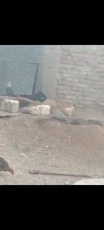 સોનાલી મુરઘી 16 નંગ છે નંગ ની કિંમત