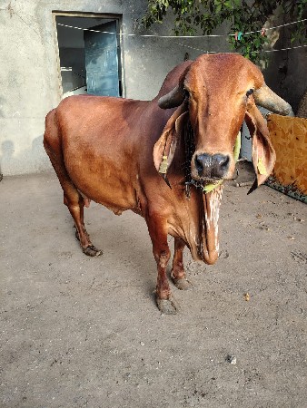 ગીર ગાય વેચવાની છે