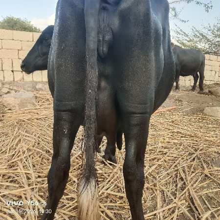 ભેસવેચવાનિછે